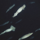 A shoal of Humboldt squid swim in formation about 200 meters (660 feet) below the surface of Monterey Bay.